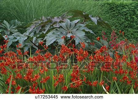 Flaming orange montbretia in front of bold leaves of ricinus. View Large Photo Image Stock Photography -  Flaming orange montbretia in front of bold leaves of ricinus.. Fotosearch