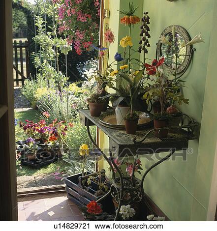 Flowering plants on table beside open door in small green cottage hall View Large Photo Image Stock Image - Flowering plants on table beside open door in small green cottage hall. Fotosearch
