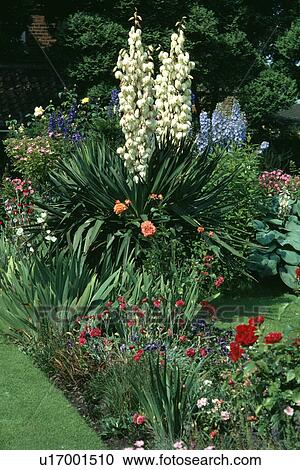 Flowering yucca growing in garden border in summer View Large Photo Image Stock Image - Flowering yucca growing in garden border in summer. Fotosearch
