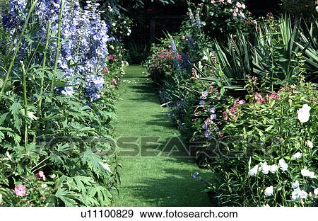 Stock Photo - Grass path through summer borders with pale blue delphiniums. Fotosearch
