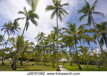 Green grass under the palm trees at Golf course in Brazil View Large Photo Image Stock Image - Green grass under the palm trees at Golf course in Brazil. Fotosearch