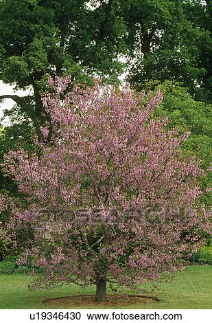Judas tree in full bloom. View Large Photo Image Stock Image - Judas tree in full bloom.. Fotosearch