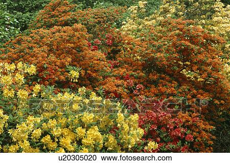 Massed yellow and orange azeleas. View Large Photo Image Stock Image - Massed yellow and orange azeleas.. Fotosearch