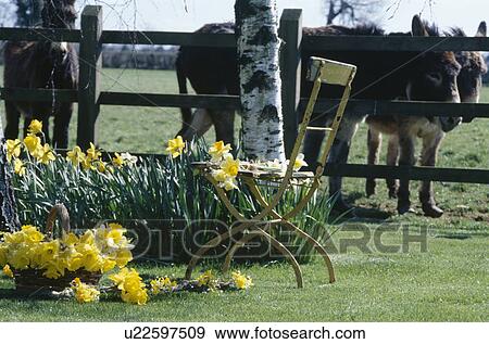 Stock Photo - Old garden chair beside yellow daffodils in Spring garden border with donkeys in field behind fence. Fotosearch