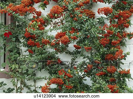 Orange berried pyracantha on a white wall. View Large Photo Image Picture - Orange berried pyracantha on a white wall.. Fotosearch