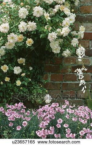 Palest apricot climbing rose underplanted with pinks. View Large Photo Image Stock Photography - Palest apricot climbing rose underplanted with pinks.. Fotosearch
