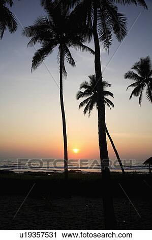 Palm trees silhouetted against the sky with the sun setting low over the ocean. View Large Photo Image Stock Image - Palm trees silhouetted against the sky with the sun setting low over the ocean.. Fotosearch