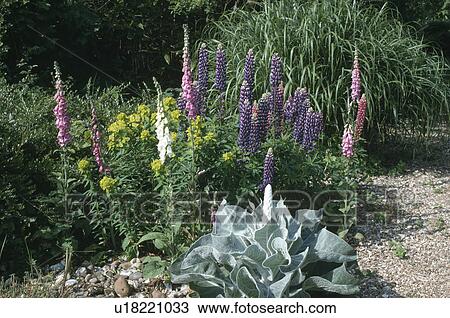 Pink and white foxgloves and verbascum with euphorbia growing beside gravel path in country garden View Large Photo Image Stock Image - Pink and white foxgloves and verbascum with euphorbia growing beside gravel path in country garden. Fotosearch