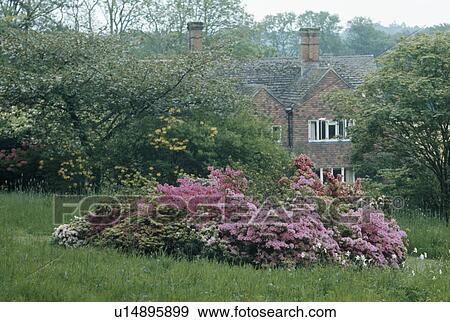 Pink azaleas in central bed in un-mown lawn in country garden in spring View Large Photo Image Stock Photo - Pink azaleas in central bed in un-mown lawn in country garden in spring . Fotosearch