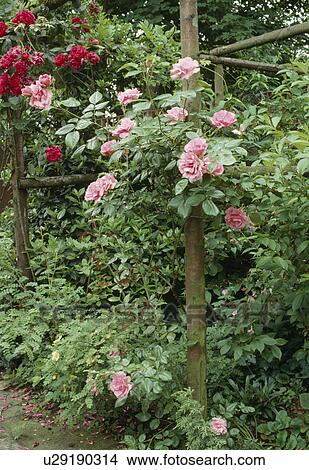 Pink climbing roses on a rustic pergola. View Large Photo Image Picture - Pink climbing roses on a rustic pergola.. Fotosearch
