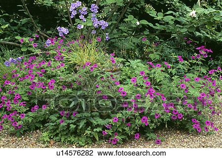 Stock Image - Pink Geranium Psilostemon growing in garden border with blue Canterbury Bells. Fotosearch