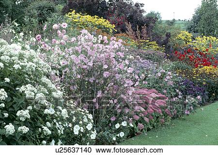 Pink lavatera and white phlox in large summer border in country garden View Large Photo Image Stock Image - Pink lavatera and white phlox in large summer border in country garden. Fotosearch