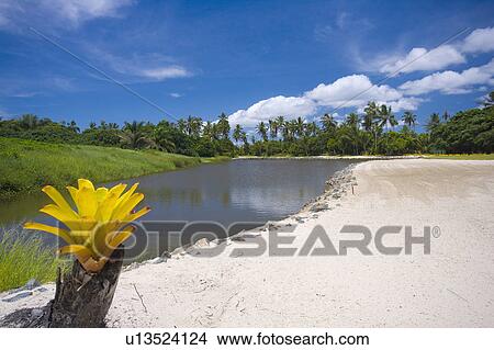 Picture -  Playing Golf in Brazil. Fotosearch