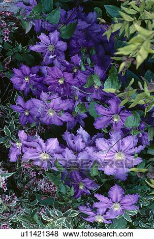 PPurple large flowered clematis with a variagated weigela. View Large Photo Image Stock Photo - PPurple large flowered clematis with a variagated weigela.. Fotosearch