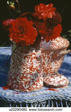 Red dahlias in red+white splash-print enamel jugs View Large Photo Image Stock Image - Red dahlias in red+white splash-print enamel jugs. Fotosearch
