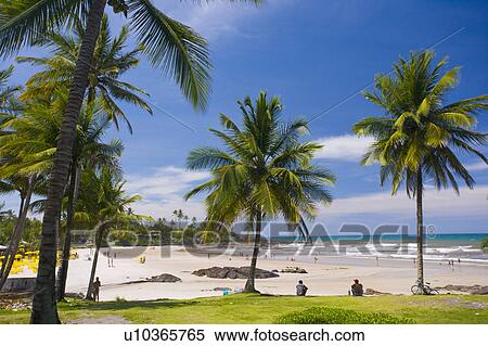 Sandy palm fringed beach in Brazil View Large Photo Image Stock Photography - Sandy palm fringed beach in Brazil. Fotosearch
