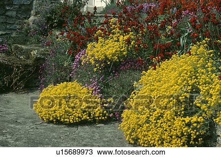 Stock Image - Santolina in borders beside paving in townhouse garden. Fotosearch