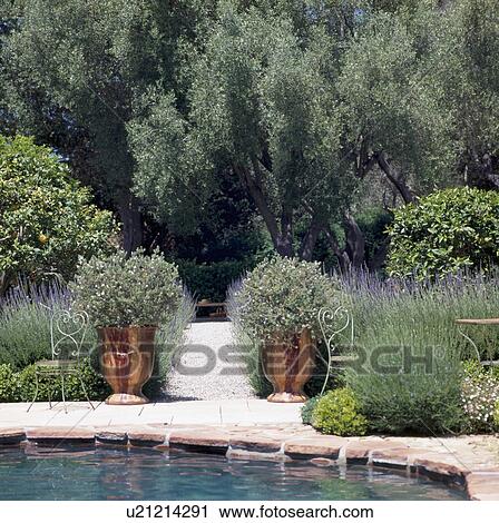 Shrubs in large ceramic pots on either side of gravel path through lavender borders to olive trees in the background View Large Photo Image Stock Image - Shrubs in large ceramic pots on either side of gravel path through lavender borders to olive trees in the background. Fotosearch