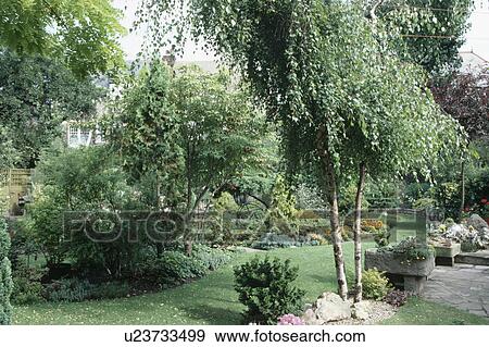 Stock Photo - Silver birch trees in English country garden. Fotosearch