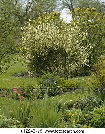 Small beds of specimen shrubs including a white broom in grass. View Large Photo Image Stock Image - Small beds of specimen shrubs including a white broom in grass.. Fotosearch