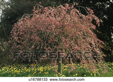Small early daffodils naturalised under a winter flowering cherry. View Large Photo Image Stock Image - Small early daffodils naturalised under a winter flowering cherry.. Fotosearch