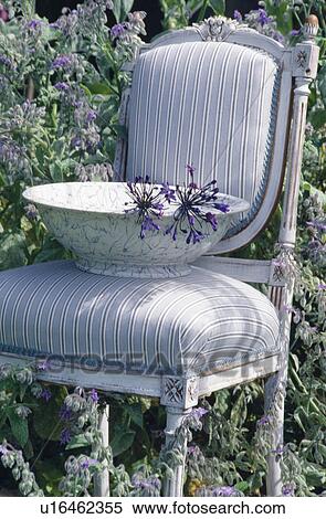 Still-life of blue agapanthus flowers in blue+white bowl on pale grey striped upholstered chair View Large Photo Image Stock Photography - Still-life of blue agapanthus flowers in blue+white bowl on pale grey striped upholstered chair. Fotosearch