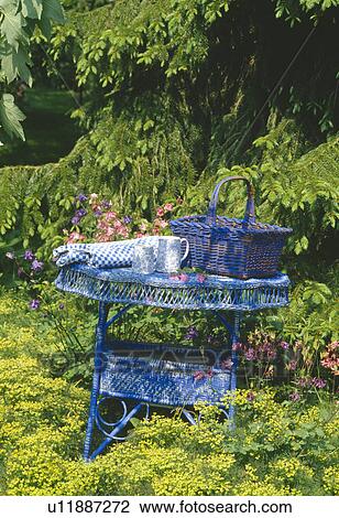 Stock Image - Still-life of blue basket on blue wicker table standing in alchemilla mollis in country garden. Fotosearch