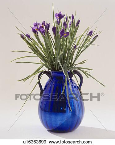 Still-Life of blue irises in blue metallic jug View Large Photo Image Stock Photo - Still-Life of blue irises in blue metallic jug. Fotosearch