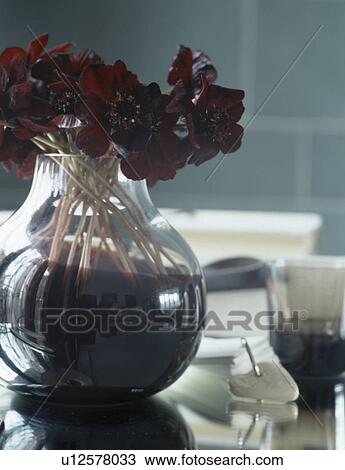 Still-Life of chocolate cosmos in glass vase View Large Photo Image Stock Image - Still-Life of chocolate cosmos in glass vase. Fotosearch