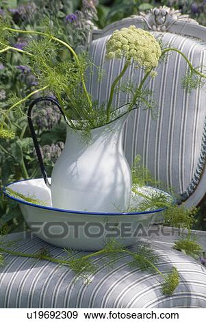 Stock Photo - Still-life of cow parsley in white enamel jug on pale grey striped upholstered chair. Fotosearch