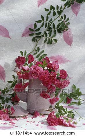 Picture - Still-life of dark pink roses in pink enamel pot . Fotosearch