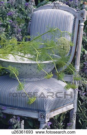 Still-life of fresh fennel leaves and flowers in bowl on pale grey striped upholstered chair View Large Photo Image Stock Image - Still-life of fresh fennel leaves and flowers in bowl on pale grey striped upholstered chair. Fotosearch