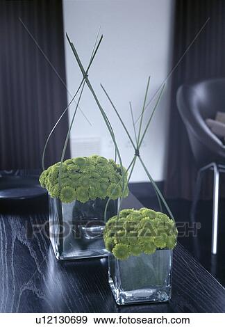 Stock Photo - Still-Life of green chrysanthemums in square glass vases. Fotosearch