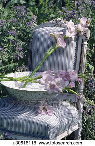 Still-life of mauve gladioli in white bowl on pale grey striped upholstered chair View Large Photo Image Stock Photo - Still-life of mauve gladioli in white bowl on pale grey striped upholstered chair. Fotosearch