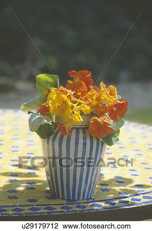 Still-life of orange and yellow nasturtiums in blue+white striped vase View Large Photo Image Stock Image - Still-life of orange and yellow nasturtiums in blue+white striped vase. Fotosearch