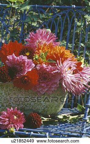 Still-life of pink and orange dahlias in vase on blue wicker garden chair View Large Photo Image Stock Photo - Still-life of pink and orange dahlias in vase on blue wicker garden chair. Fotosearch
