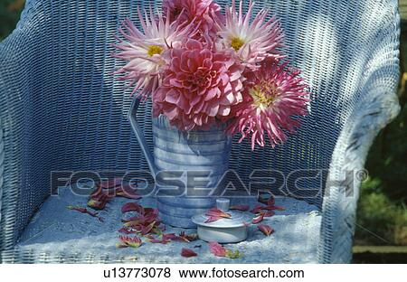 Still-life of pink dahlias in blue jug on old pale blue Lloyd Loom chair View Large Photo Image Stock Photo - Still-life of pink dahlias in blue jug on old pale blue Lloyd Loom chair. Fotosearch