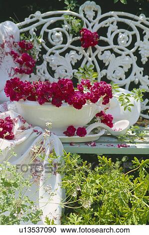 Still-life of pink roses in white bowl on ornate white metal bench View Large Photo Image Stock Image - Still-life of pink roses in white bowl on ornate white metal bench. Fotosearch