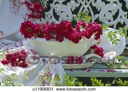 Still-life of pink roses in white china tureen on white garden bench View Large Photo Image Stock Image - Still-life of pink roses in white china tureen on white garden bench. Fotosearch