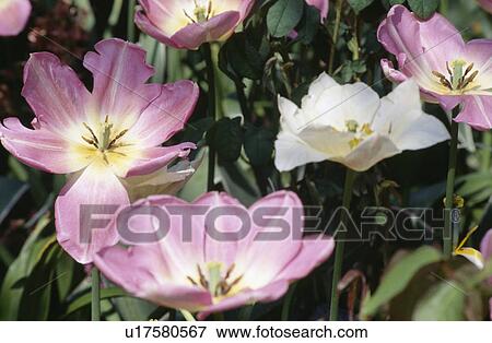 Stock Photo - Still-life of pink tulips in spring border. Fotosearch