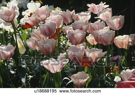 Stock Photography - Still-life of pink tulips in spring border. Fotosearch