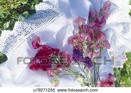 Stock Photography - Still-life of purple sweet peas on lace-edged white cloth. Fotosearch
