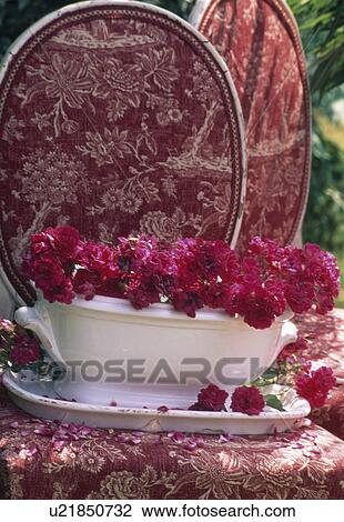 Still-life of red roses in white bowl on upholstered red chair View Large Photo Image Stock Image - Still-life of red roses in white bowl on upholstered red chair. Fotosearch