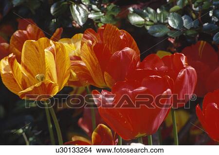 Still-life of red tulips in Spring border View Large Photo Image Picture - Still-life of red tulips in Spring border . Fotosearch