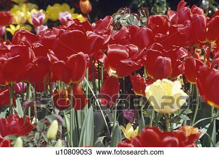 Stock Image - Still-life of red tulips in Spring border&#10;. Fotosearch