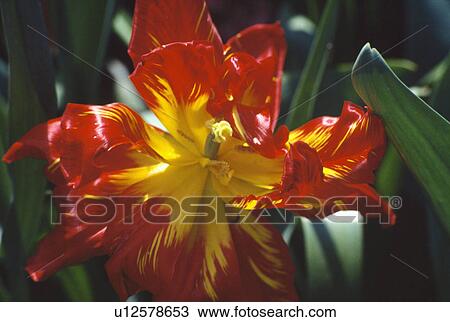 Stock Image - Still-life of red tulips in Spring border&#10;. Fotosearch