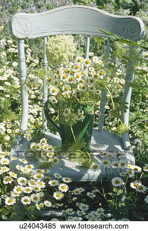 Still-life of white daisies in green jug on white wooden chair in garden border of flowering white daisies View Large Photo Image Stock Photography - Still-life of white daisies in green jug on white wooden chair in garden border of flowering white daisies. Fotosearch