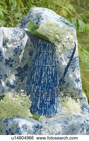 Still-life of white hydrangea flowers in tall blue+white enamel jug aginst background of blue+white floral fabric View Large Photo Image Stock Photograph - Still-life of white hydrangea flowers in tall blue+white enamel jug aginst background of blue+white floral fabric. Fotosearch