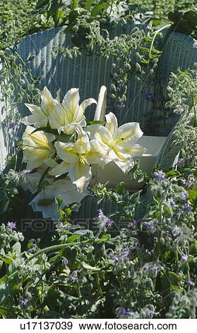 Still-life of white lilies on chair in flowering borage plants View Large Photo Image Stock Photo - Still-life of white lilies on chair in flowering borage plants. Fotosearch