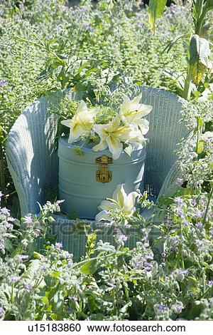 Stock Image - Still-life of white lilies on white metal box on white Lloyd Loom chair standing in borage. Fotosearch